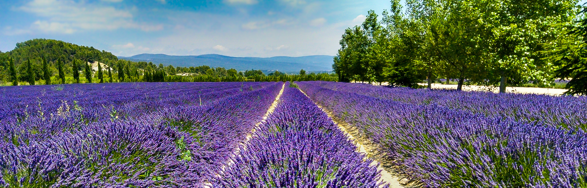 Lavender Field: Gordes, France!
