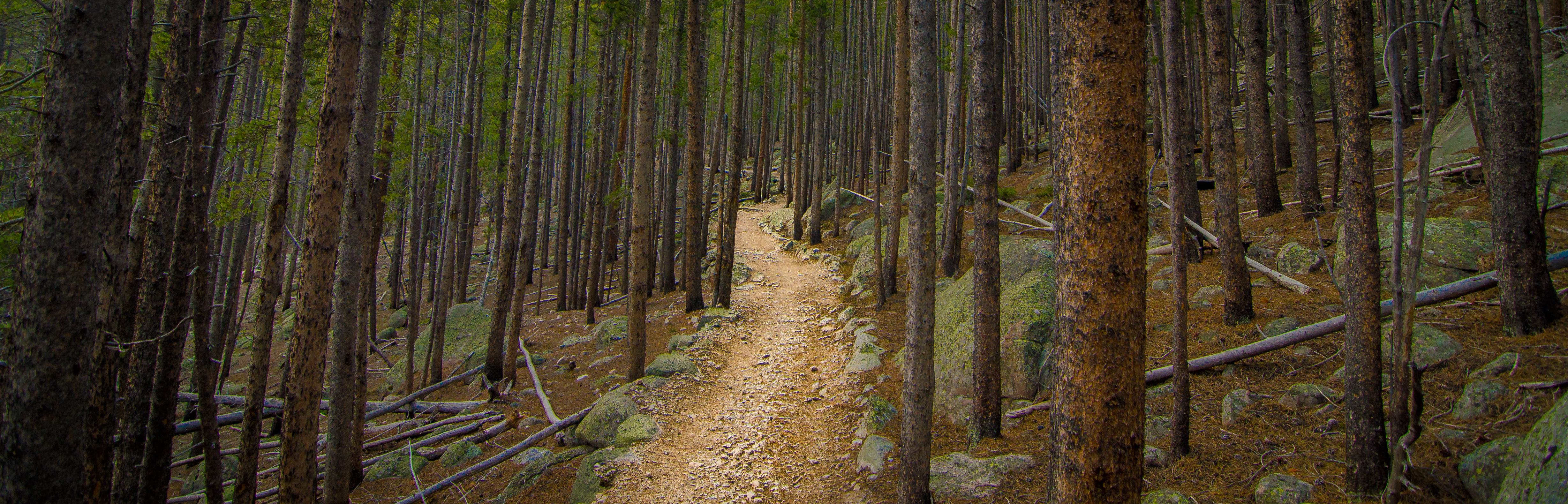Lawn Lake Forest Trail: Denver, CO